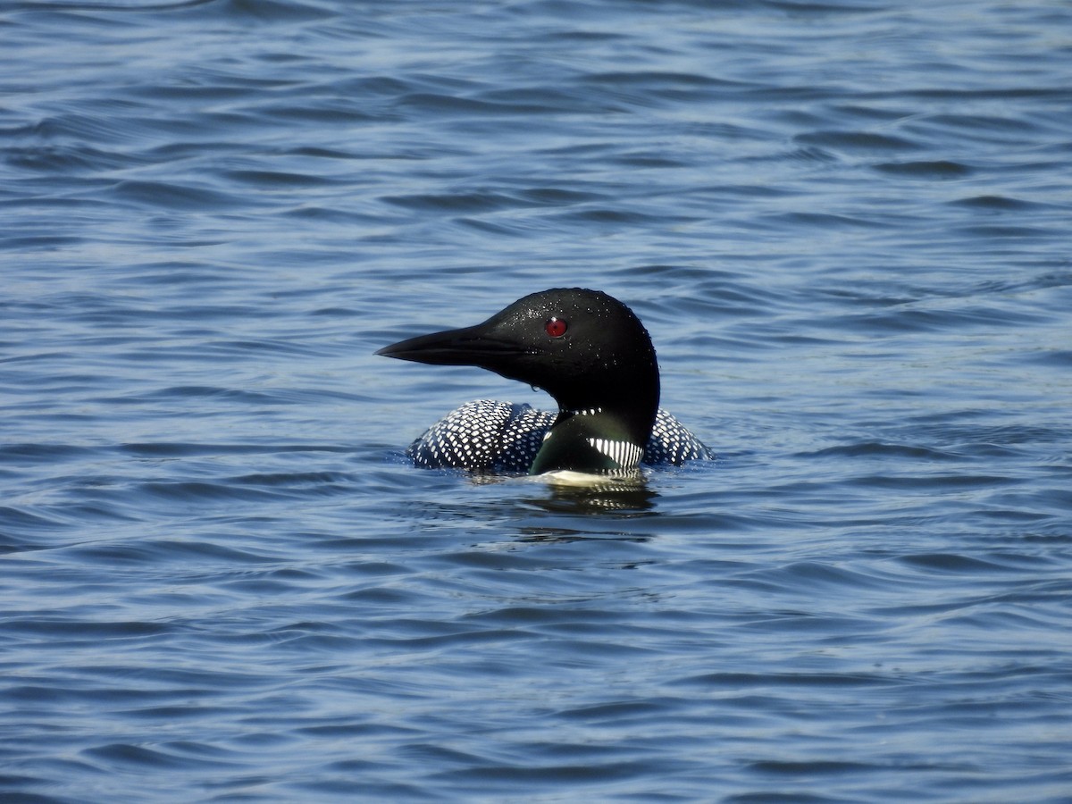 Common Loon - ML638730711