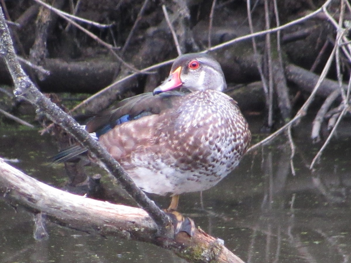 Wood Duck - ML638730715