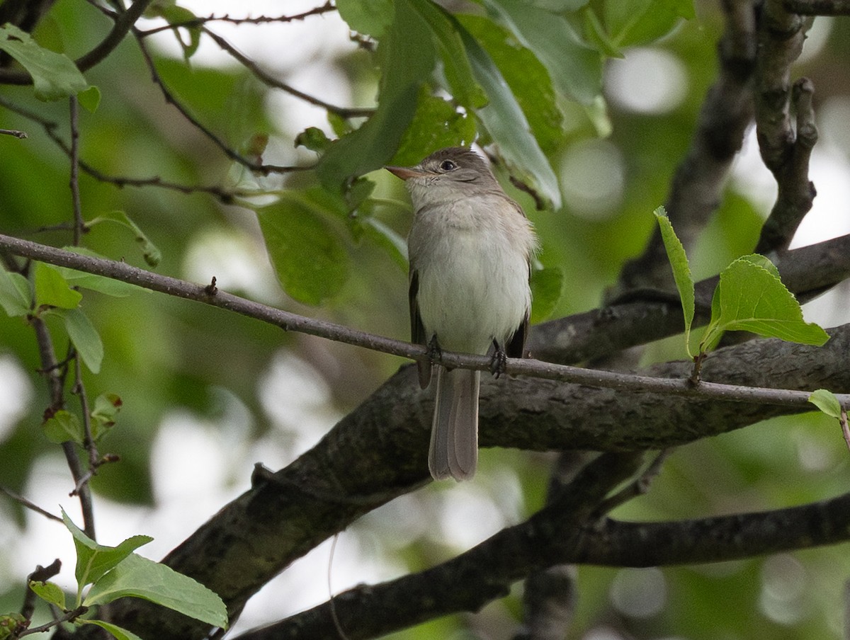 Willow Flycatcher - ML638730716