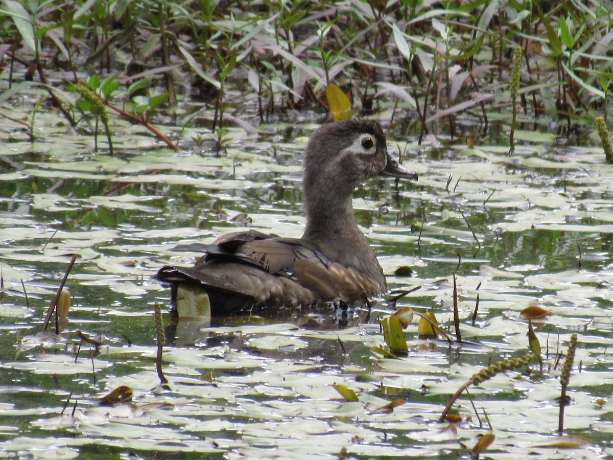 Wood Duck - ML638730722