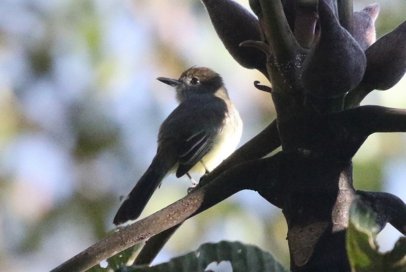 Pale-edged Flycatcher - ML638730723