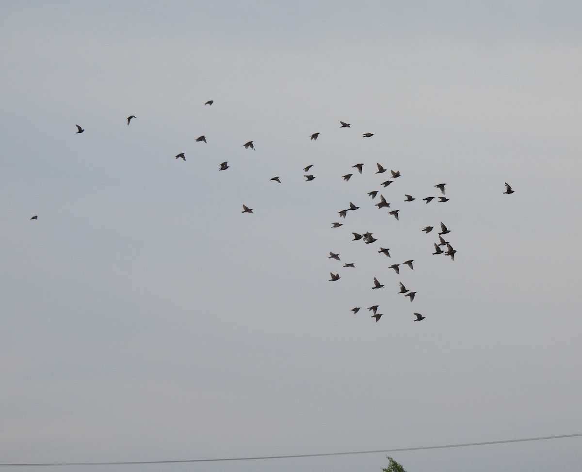 European Starling - ML638730724
