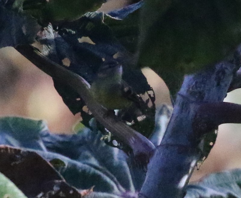Sulphur-bellied Tyrannulet - ML638730745