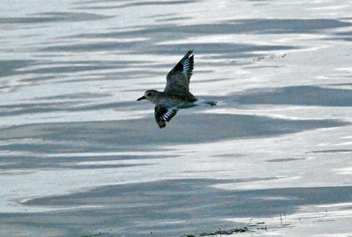 Black-bellied Plover - ML638730746