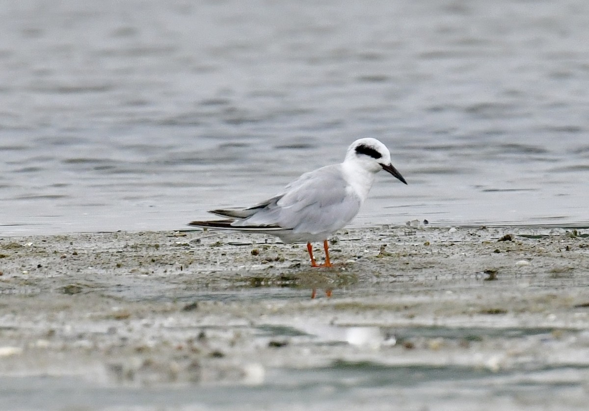 Forster's Tern - ML638730794