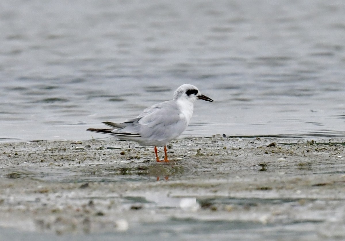 Forster's Tern - ML638730795