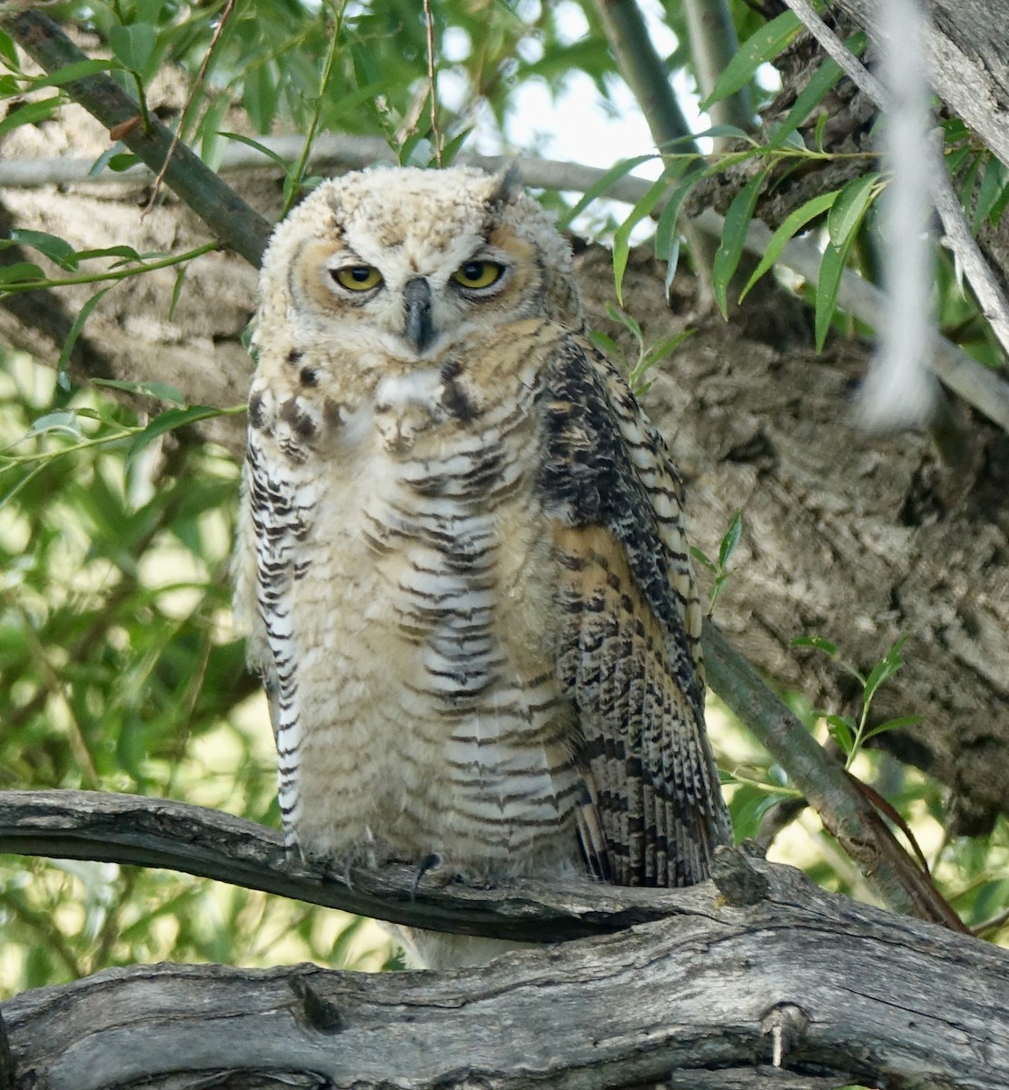 Great Horned Owl - ML638730818