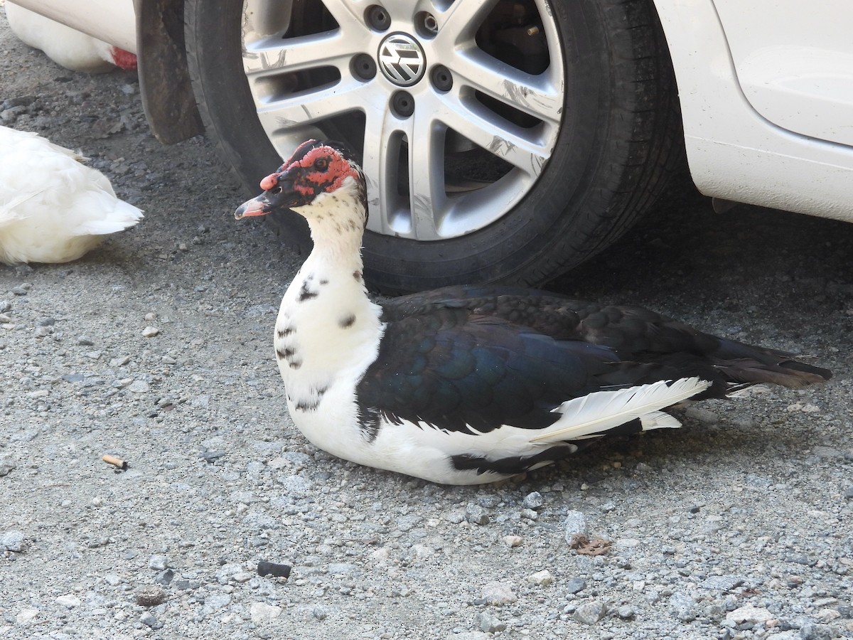Muscovy Duck (Domestic type) - ML638730822