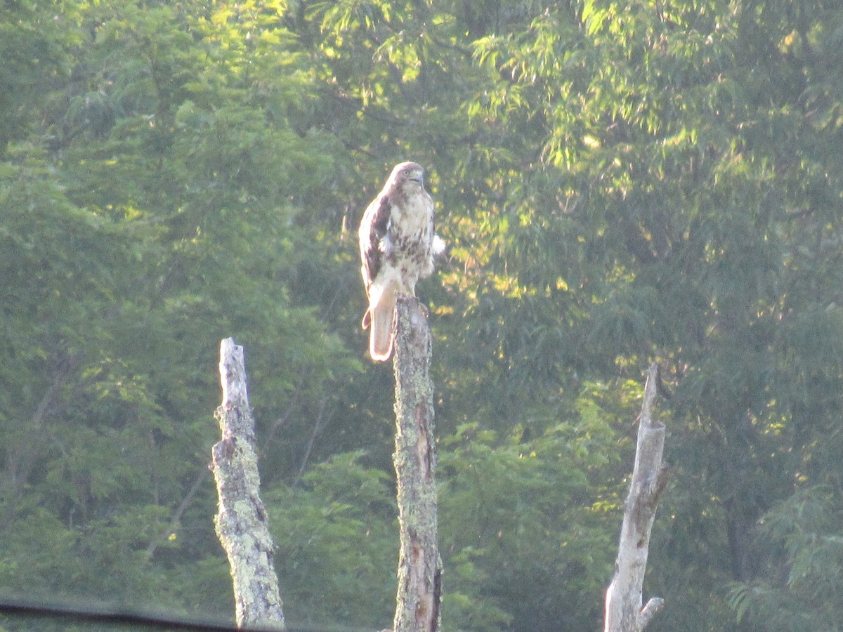 Red-tailed Hawk - ML638730835