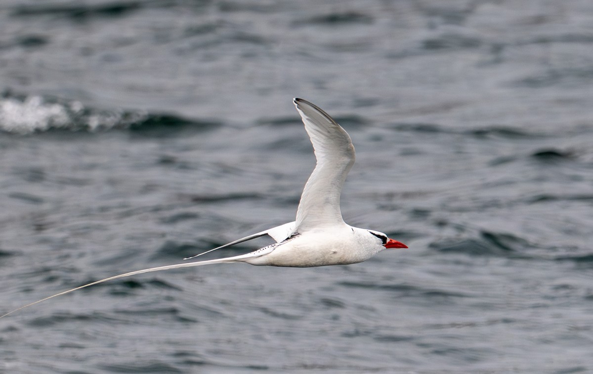 Red-billed Tropicbird - ML638730847