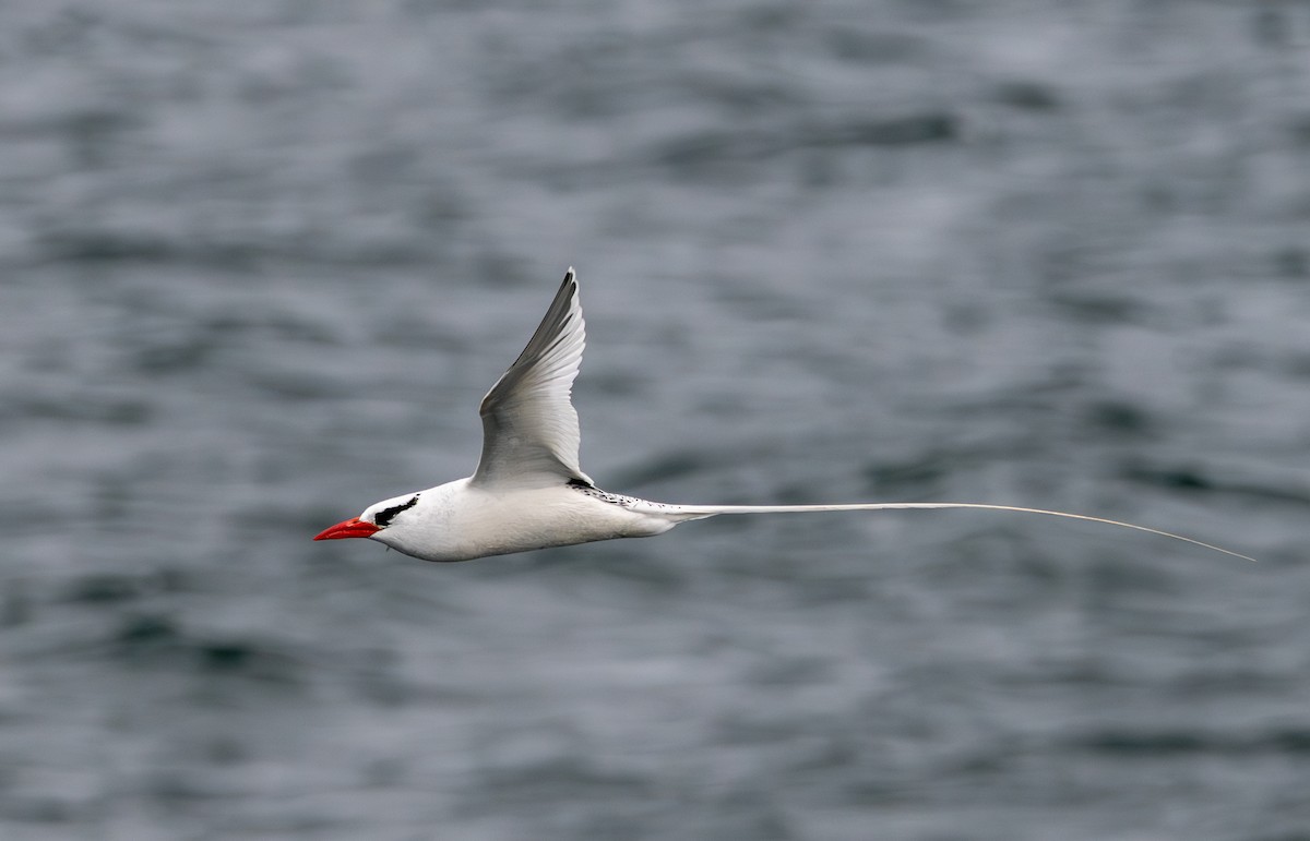 Red-billed Tropicbird - ML638730848