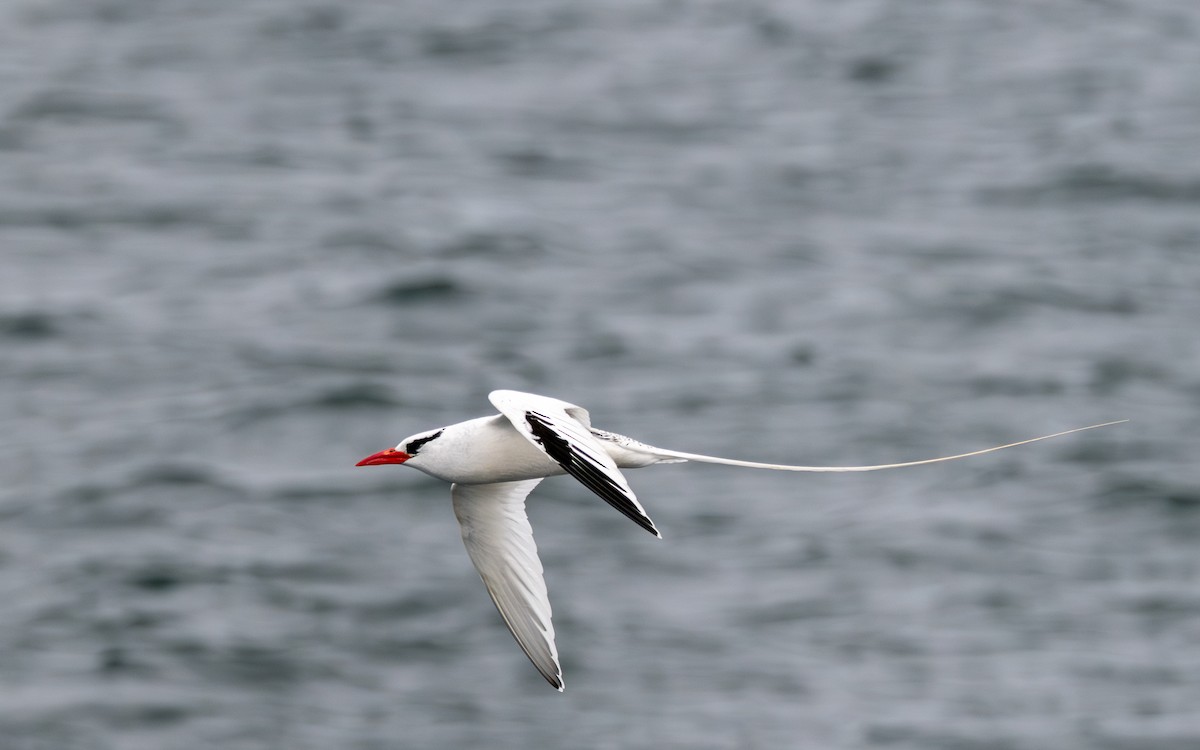 Red-billed Tropicbird - ML638730849
