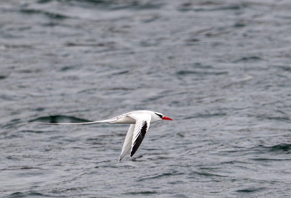 Red-billed Tropicbird - ML638730850