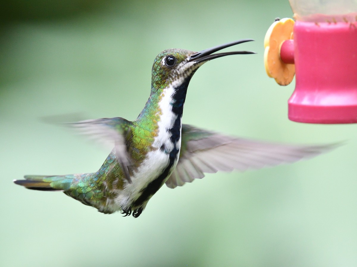 Black-throated Mango (Ecuadorian) - ML638730880