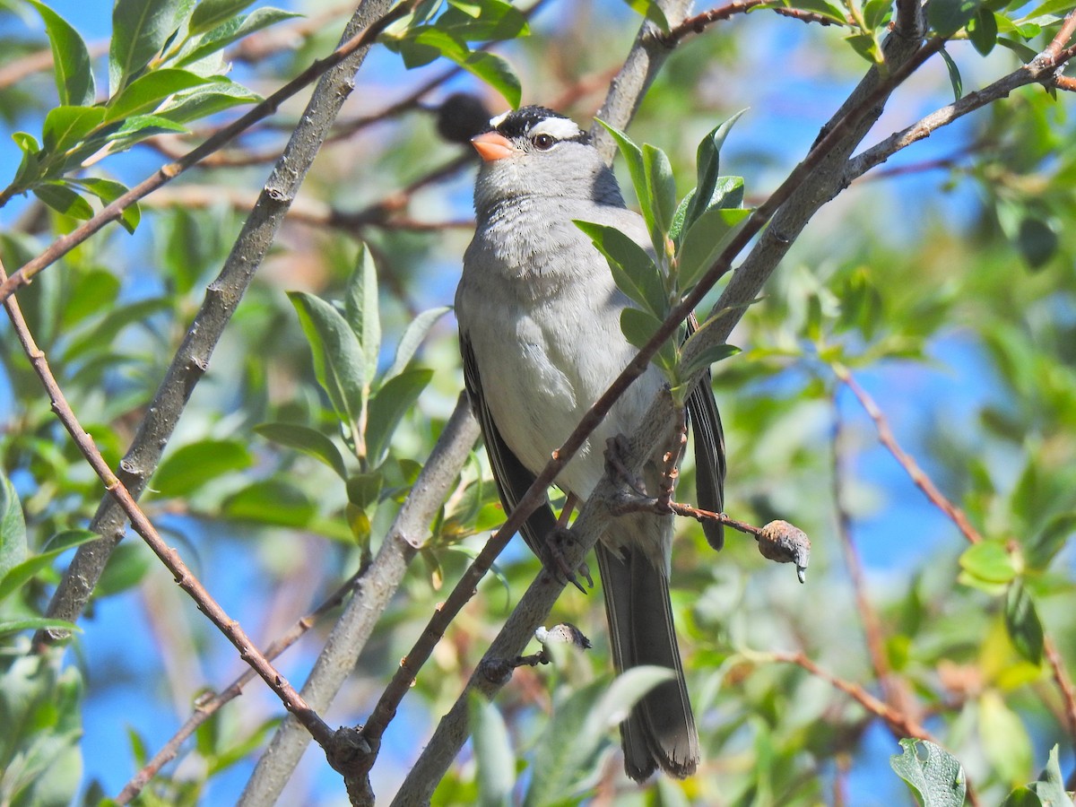 White-crowned Sparrow - ML638730881