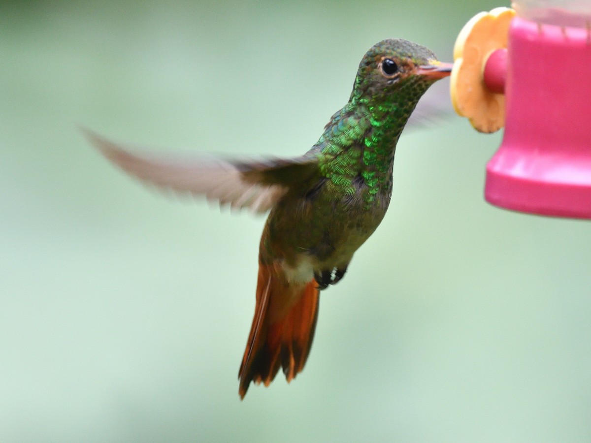 Rufous-tailed Hummingbird (Rufous-tailed) - ML638730890
