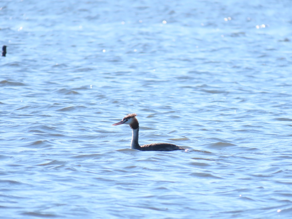 Great Crested Grebe - ML638730953
