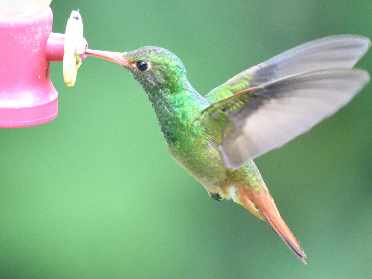 Rufous-tailed Hummingbird (Rufous-tailed) - ML638730962