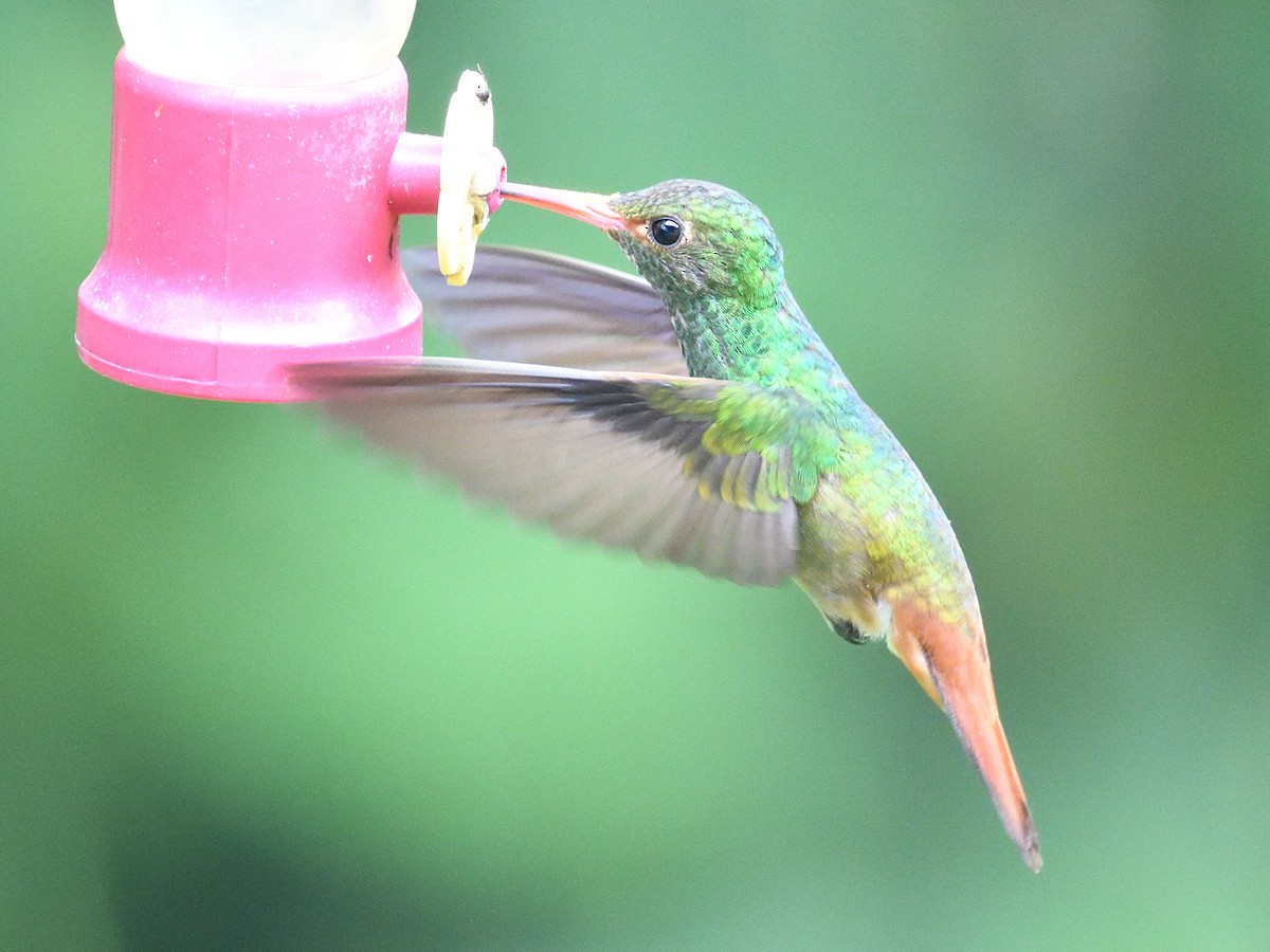 Rufous-tailed Hummingbird (Rufous-tailed) - ML638730963