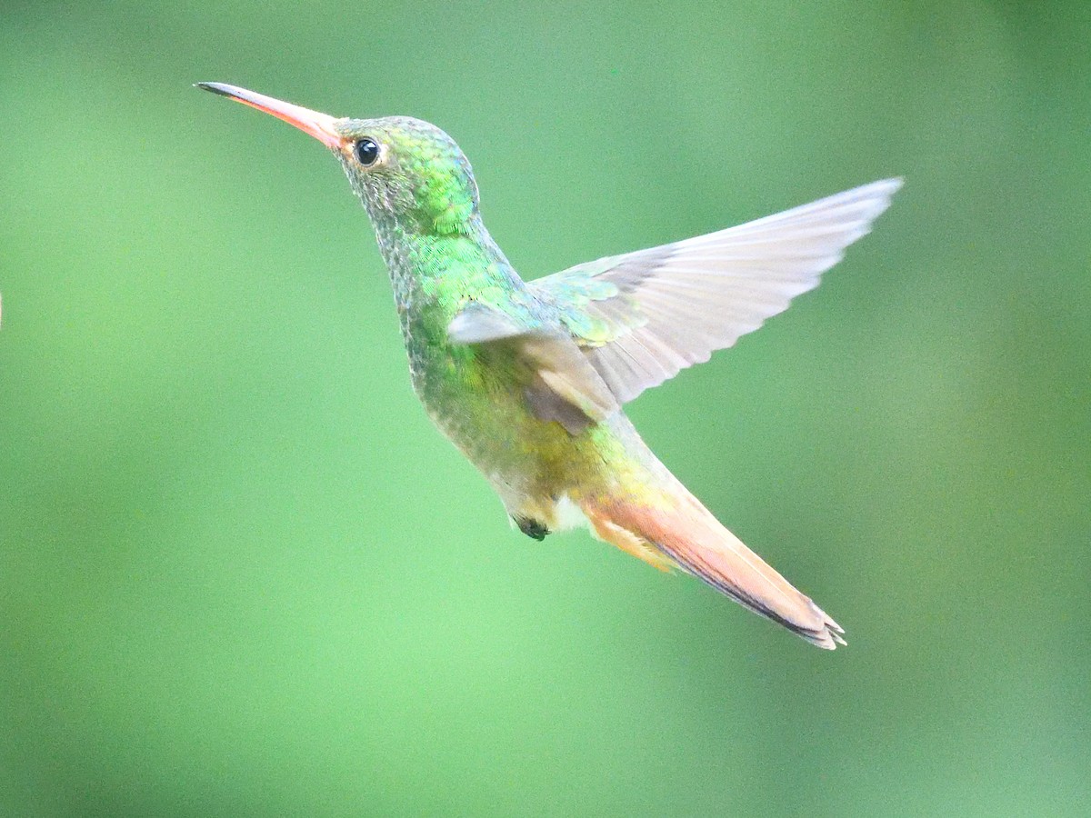 Rufous-tailed Hummingbird (Rufous-tailed) - ML638730964