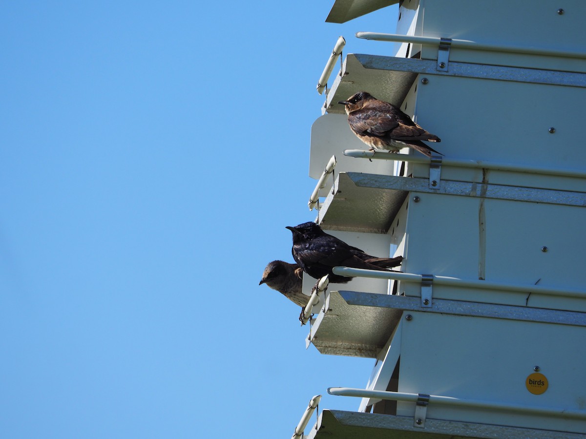 Purple Martin - ML638730965