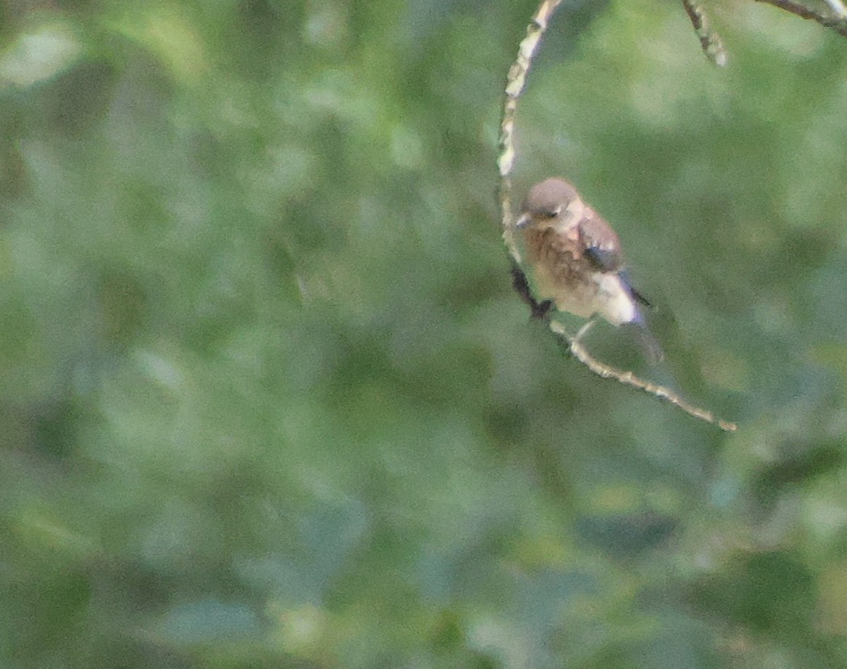Eastern Bluebird - ML638730974