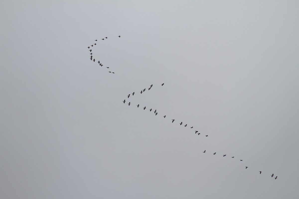American White Pelican - ML638730975