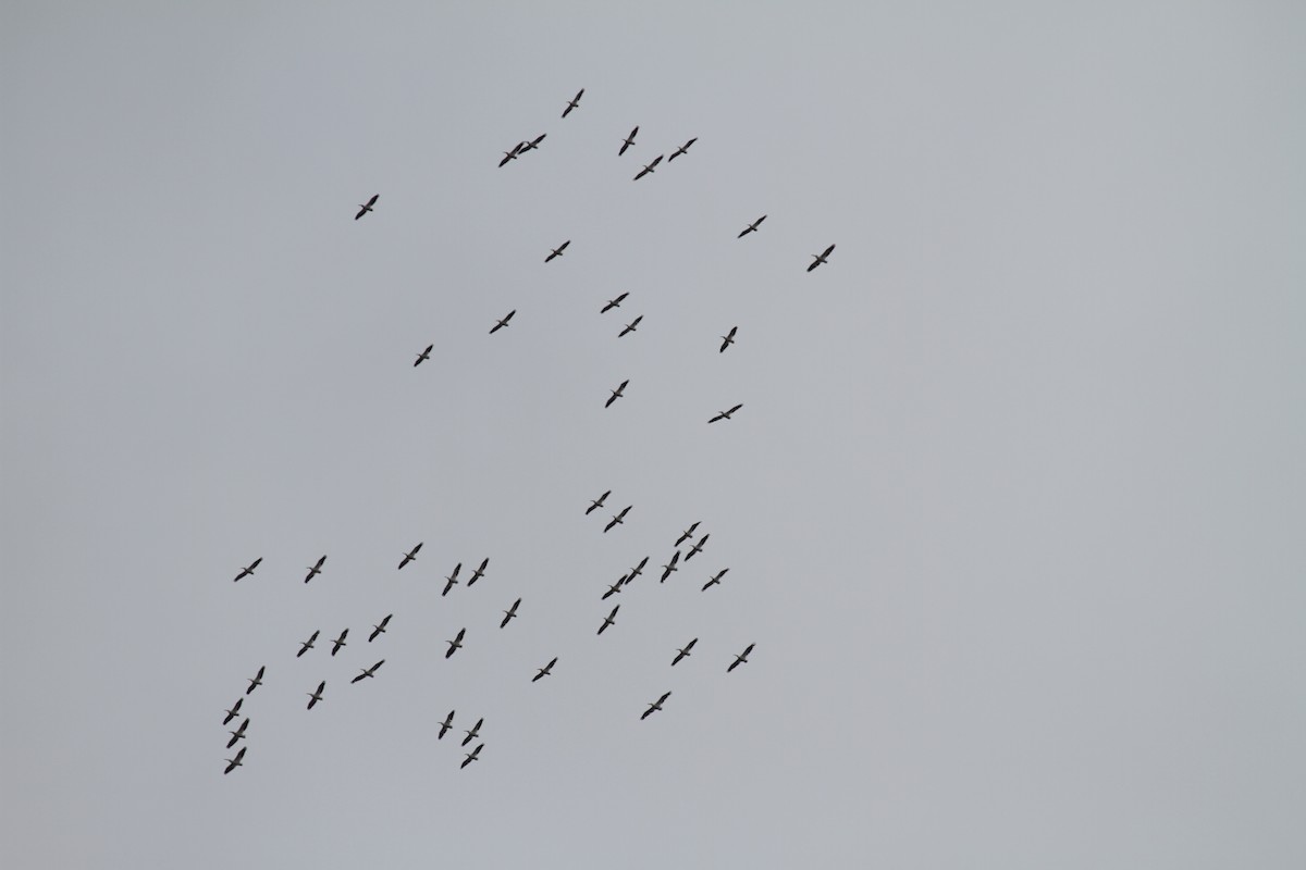 American White Pelican - ML638730976