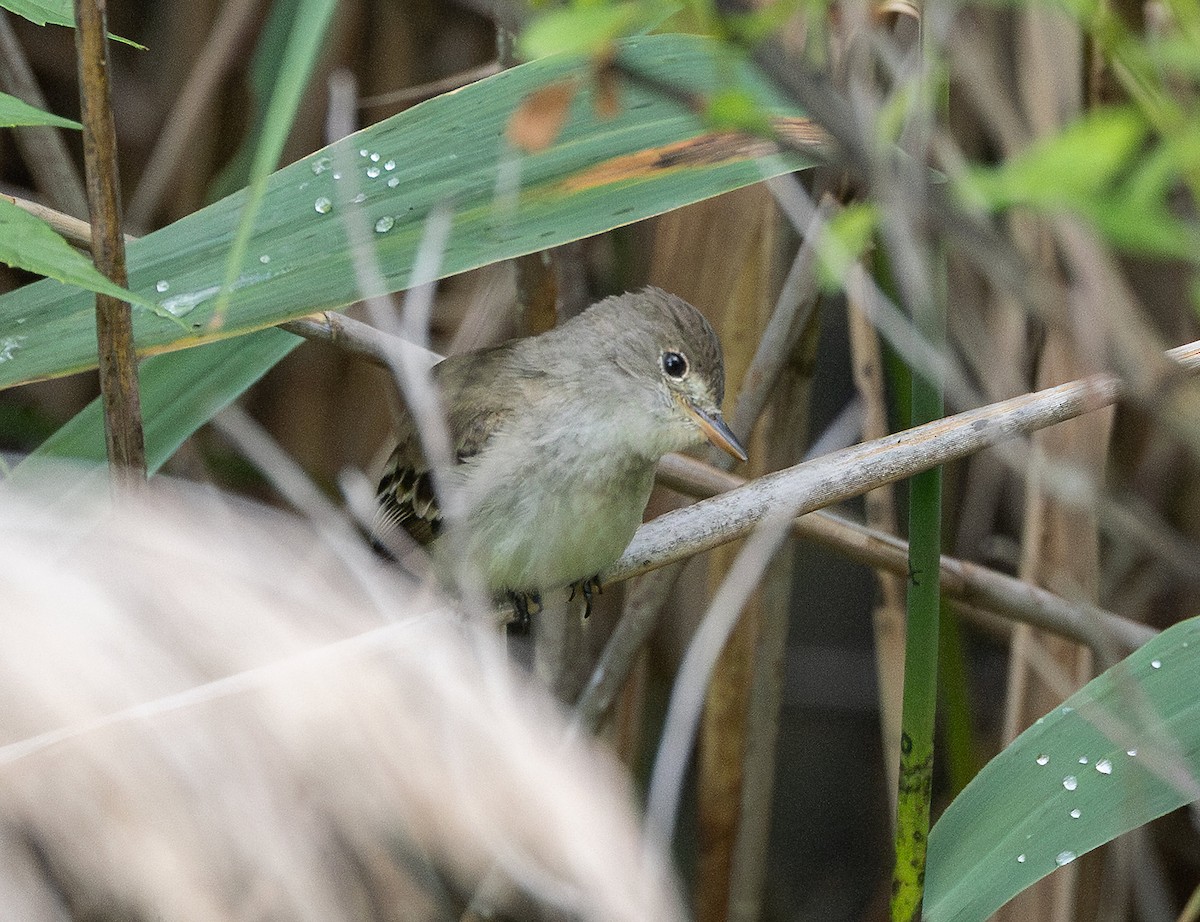 Willow Flycatcher - ML638730977
