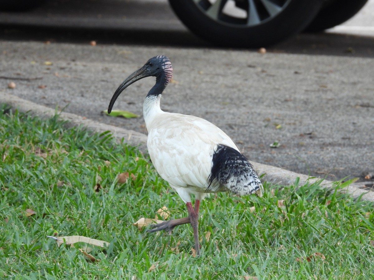 Australian Ibis - ML638730981