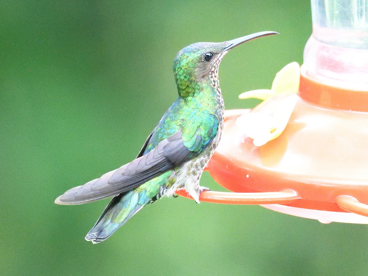 White-necked Jacobin - ML638730982