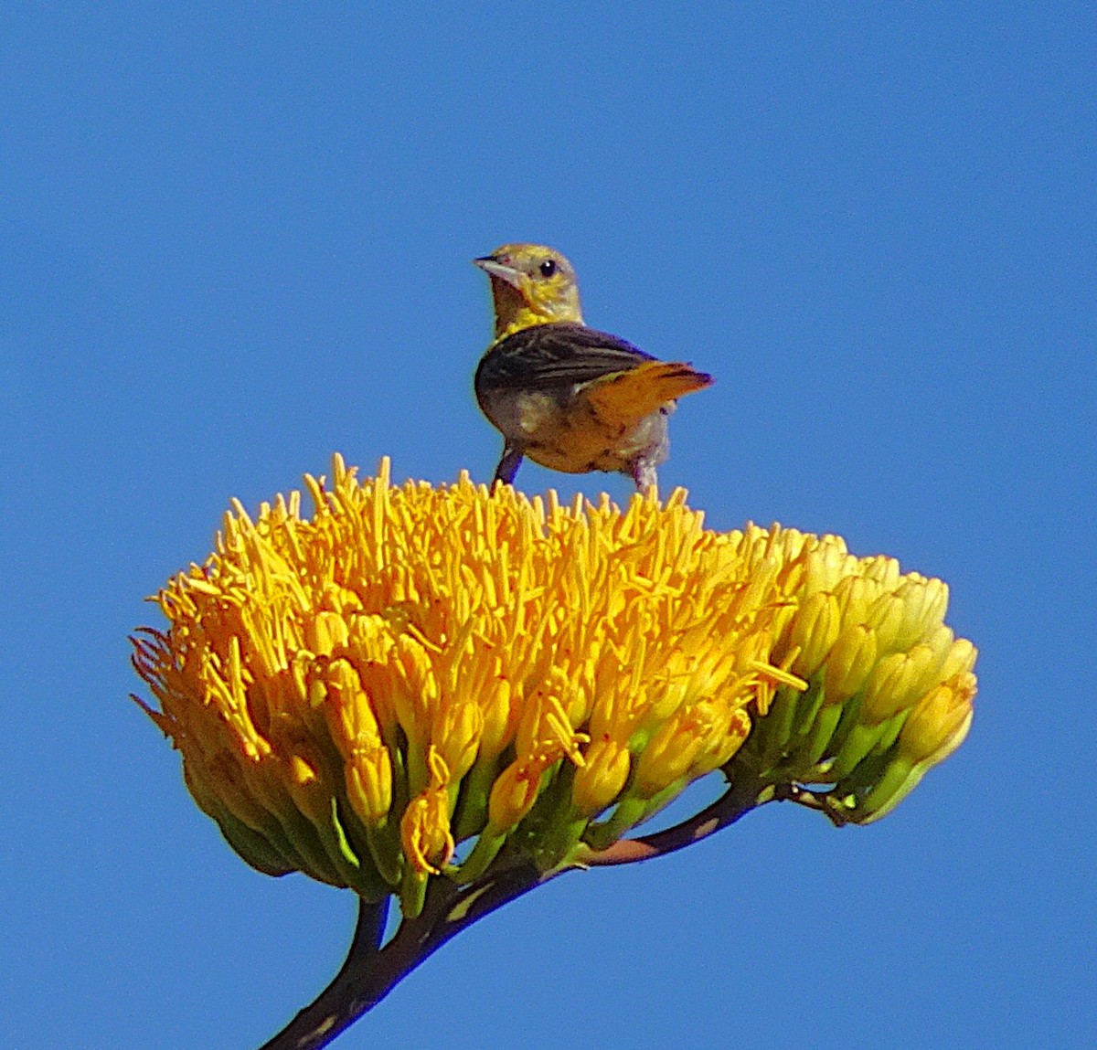 Hooded Oriole - ML638730983