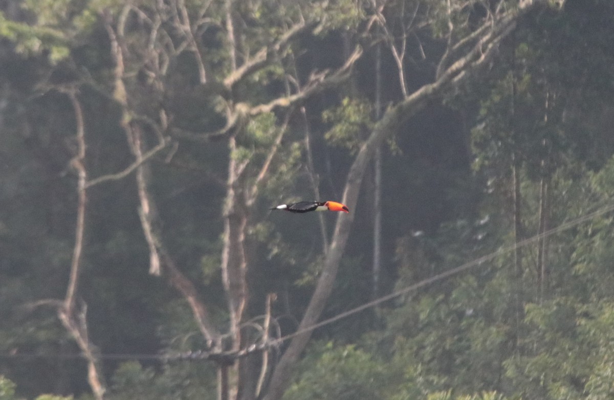 Toco Toucan - ML638730985