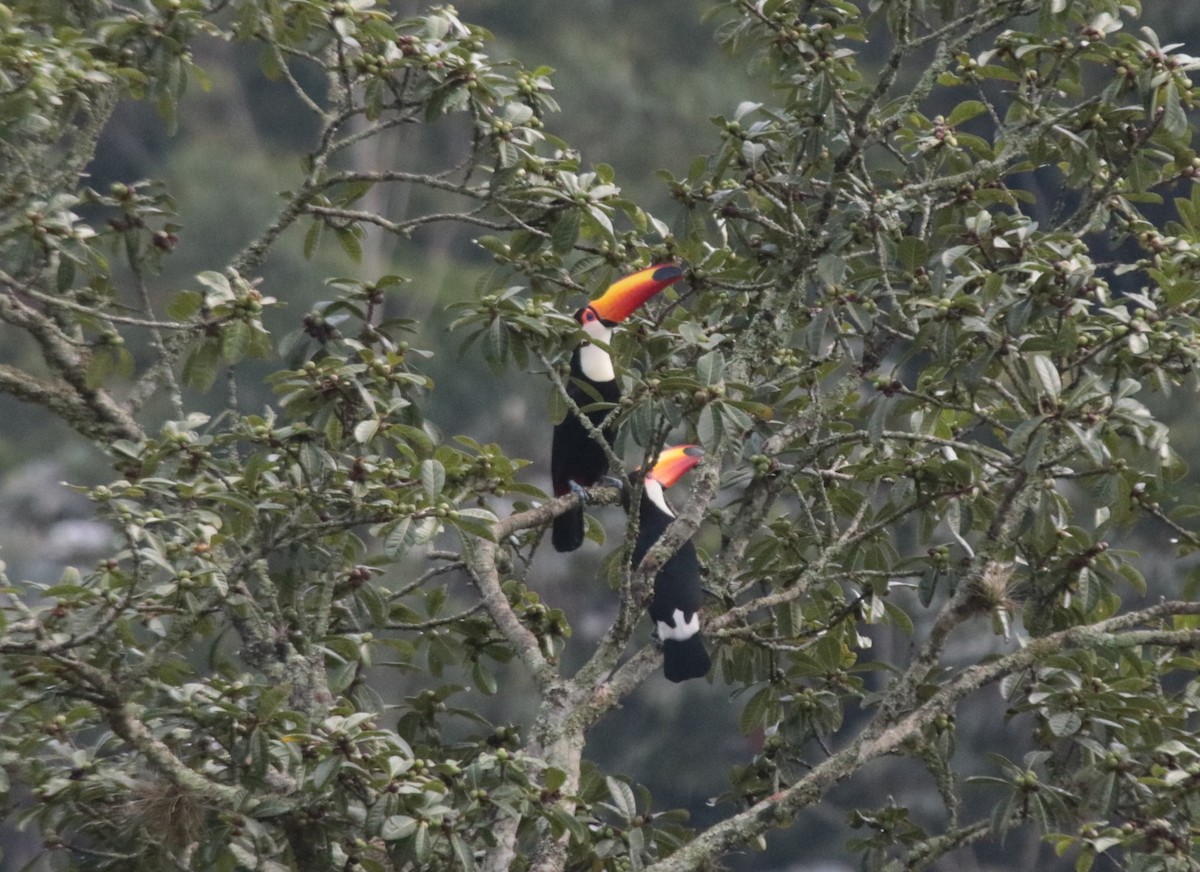 Toco Toucan - ML638730986