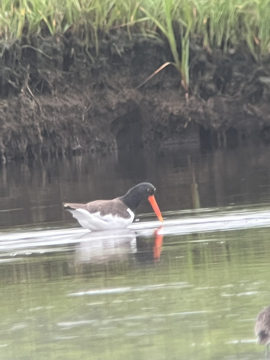 American Oystercatcher - ML638730987