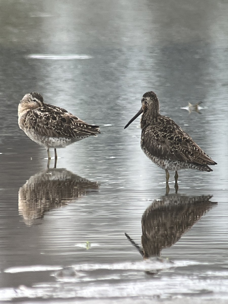 Short-billed Dowitcher - ML638730992