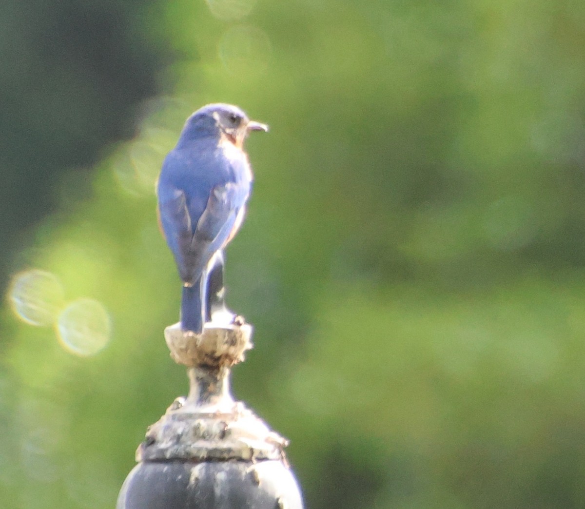 Eastern Bluebird - ML638730994