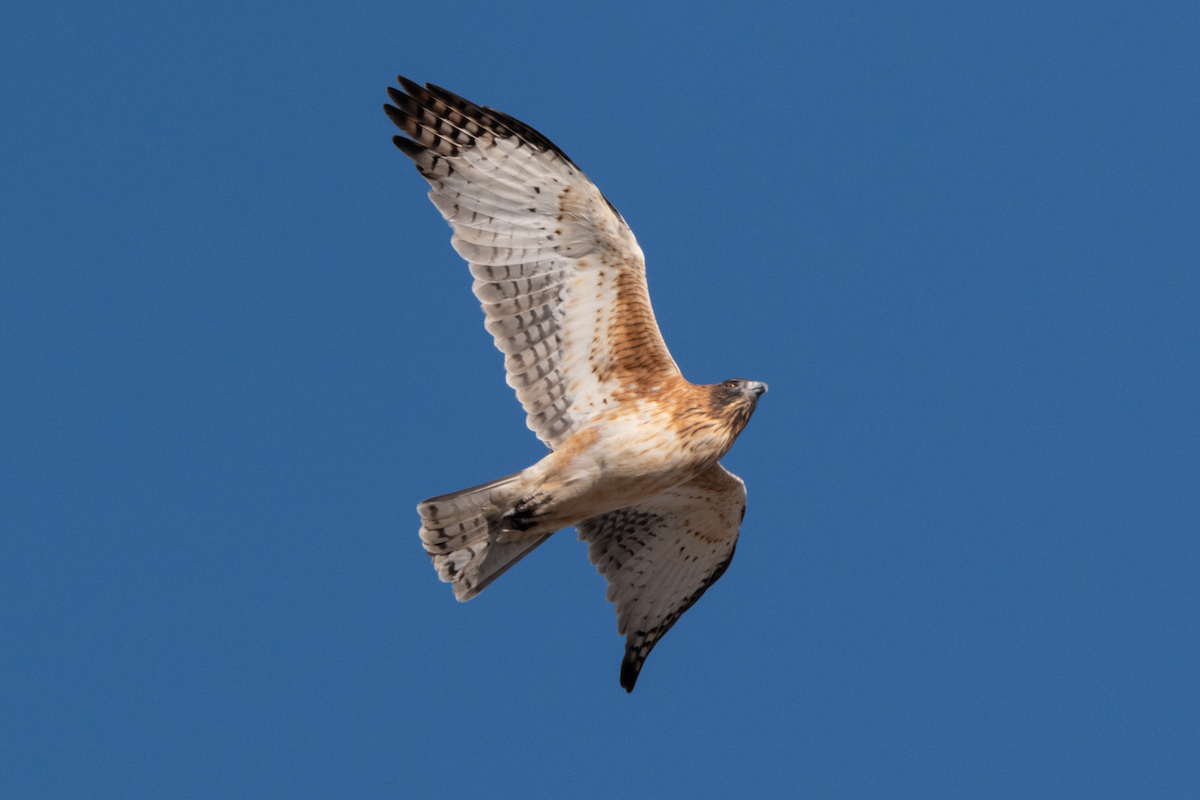 Little Eagle - ML638730997