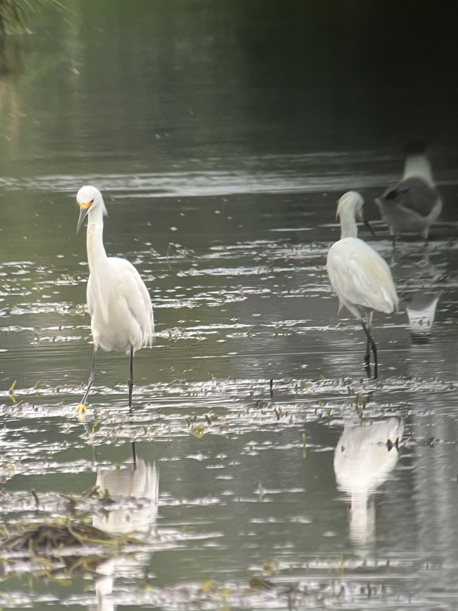 Snowy Egret - ML638730999