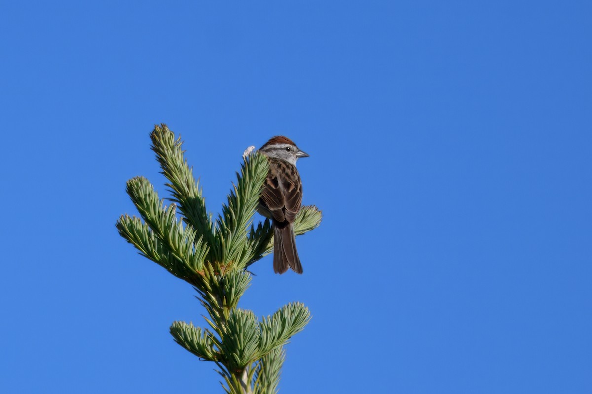 Chipping Sparrow - ML638731002
