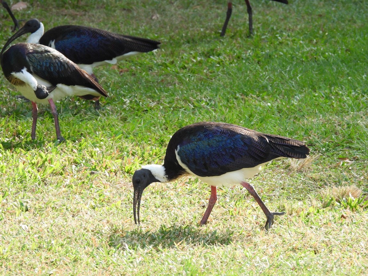 Straw-necked Ibis - ML638731004
