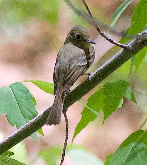Western Flycatcher - ML638731008