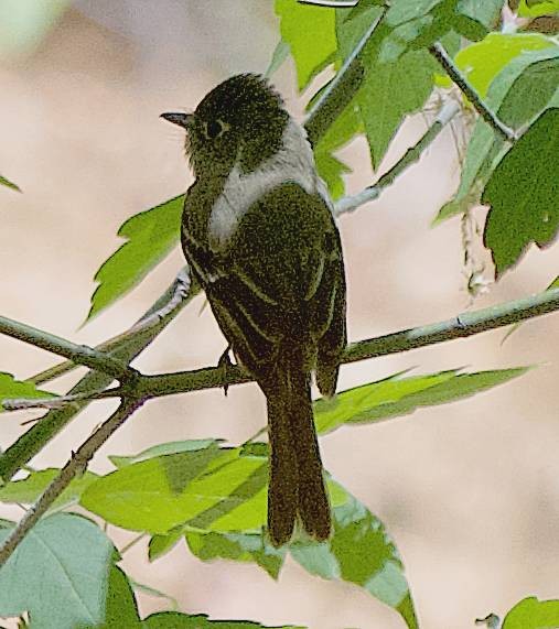 Western Flycatcher - ML638731014