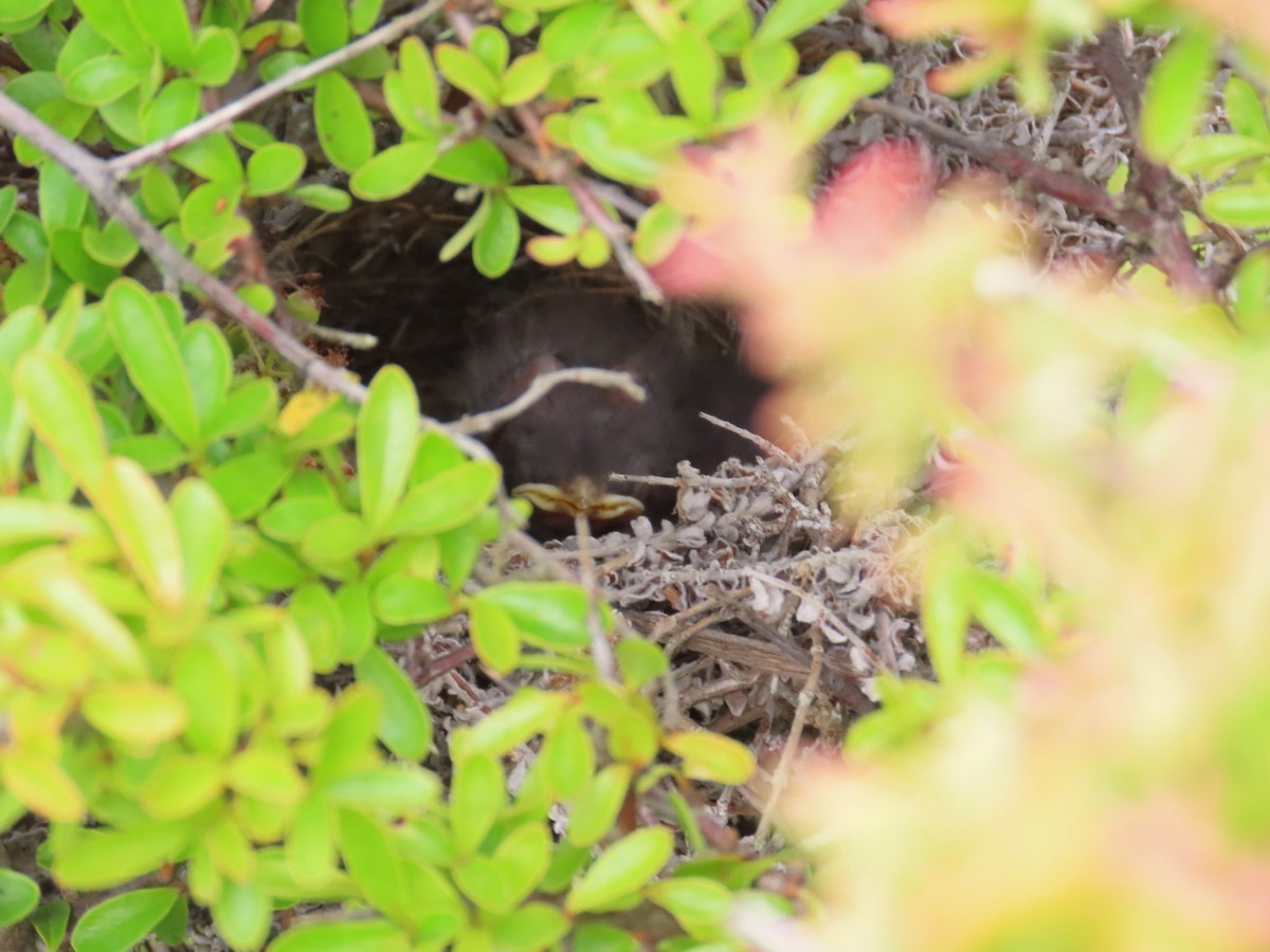 Northern Mockingbird - ML638731055