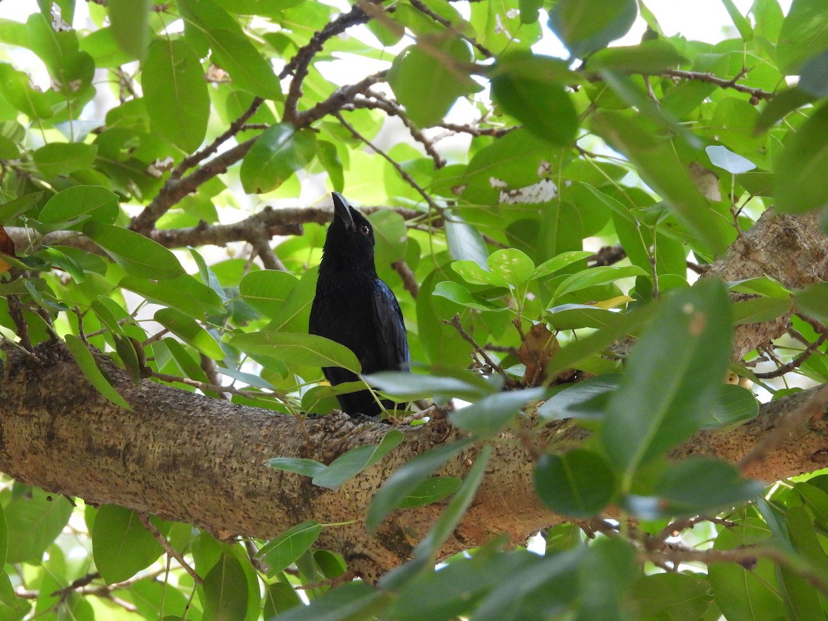 brokadedrongo (bracteatus gr.) - ML638731057