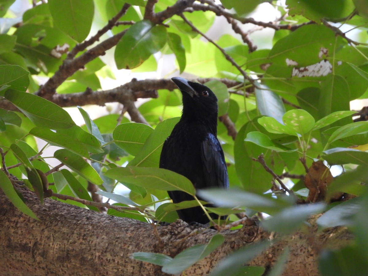 brokadedrongo (bracteatus gr.) - ML638731058