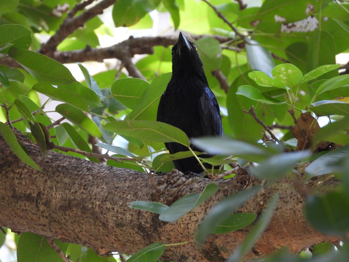brokadedrongo (bracteatus gr.) - ML638731059