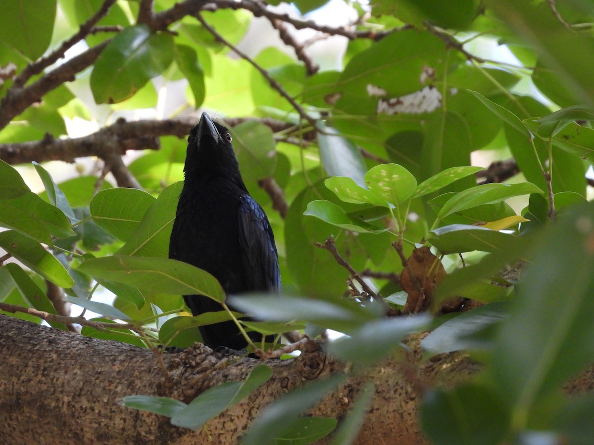 brokadedrongo (bracteatus gr.) - ML638731060