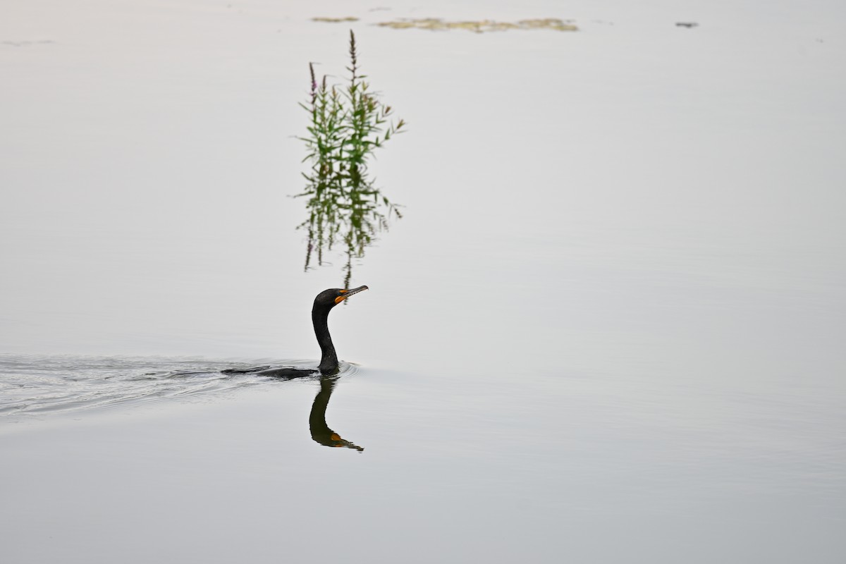 Cormoran à aigrettes - ML638731061
