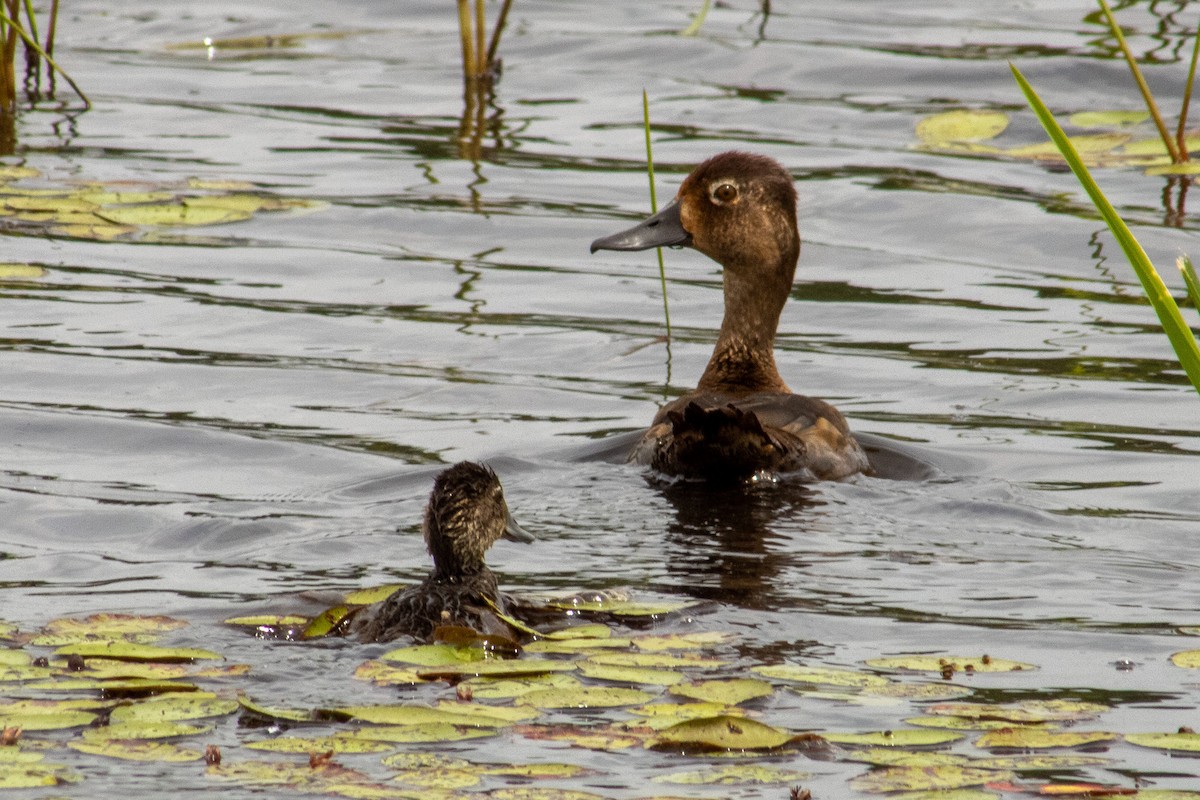 Ring-necked Duck - ML638731064